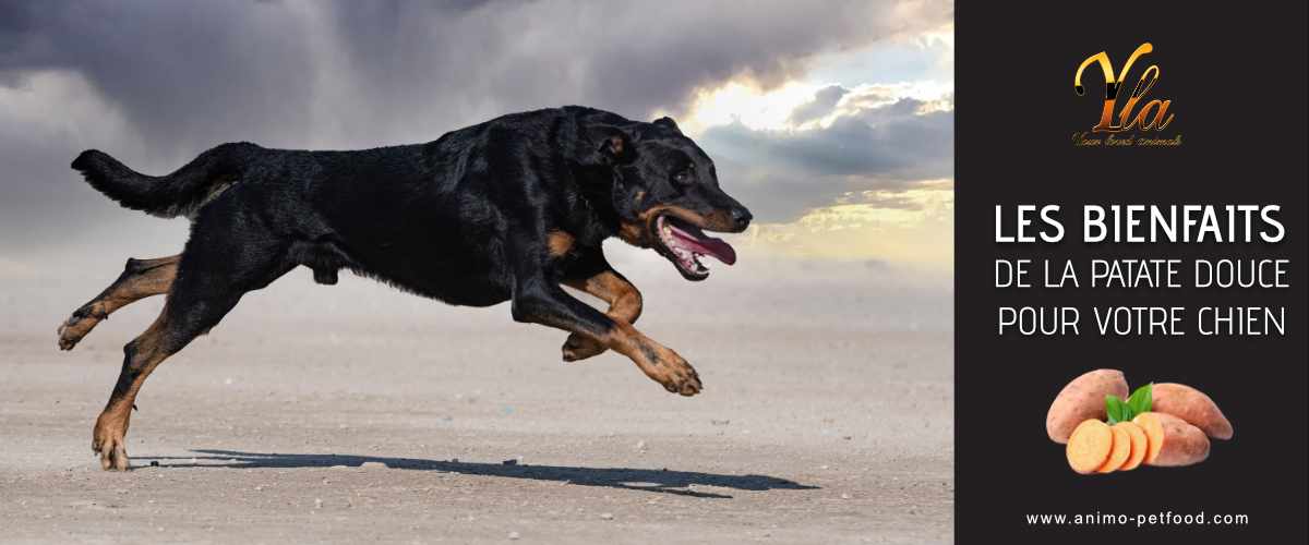 bienfaits de la patate douce pour le chien